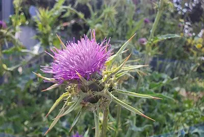 thistle