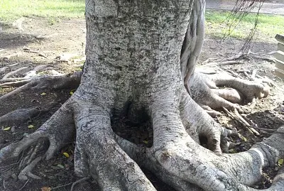 roots
