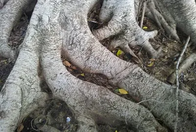 roots