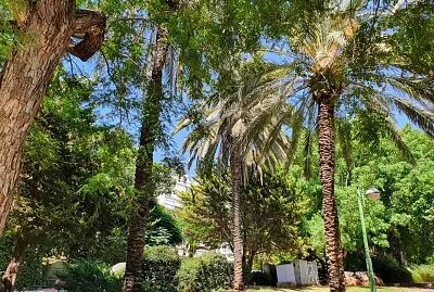 palm tree