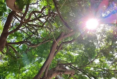 Sun between branches