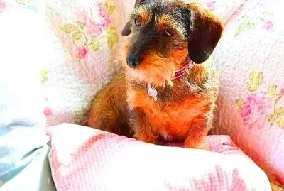 perro