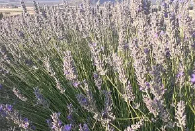 Lavanda