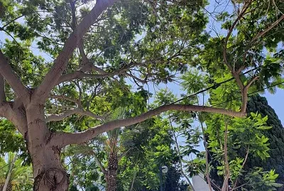 tree