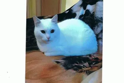 Nuvola