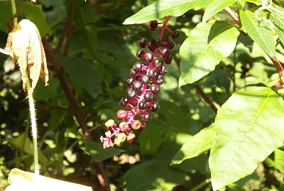 influorescenza velenosa