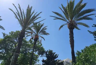 Palm trees