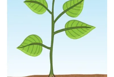 partes de la planta jigsaw puzzle