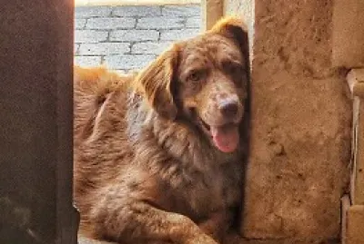 פאזל של Chien