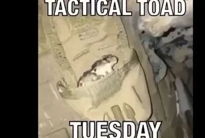 Tactical toad
