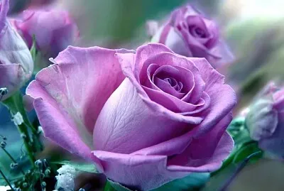 fleur