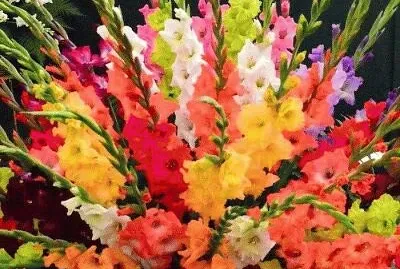 fleur