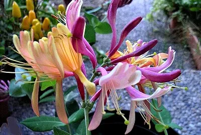 fleur