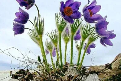 fleur
