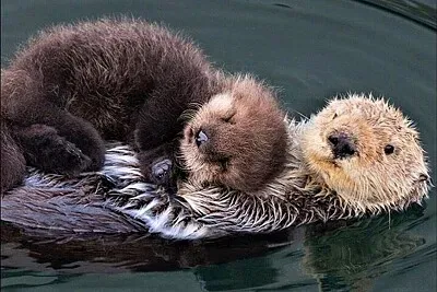 פאזל של mom #354