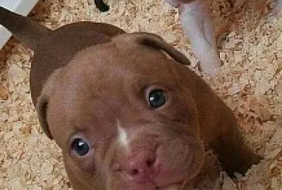 Cachorros