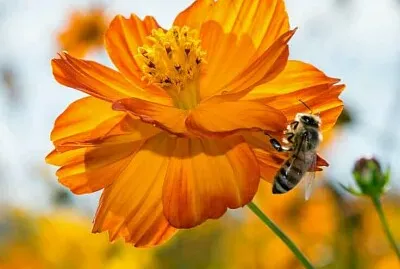 imagem jigsaw puzzle