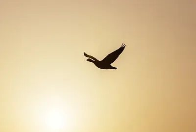 vuelo