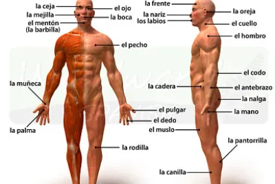 cuerpo humano jigsaw puzzle