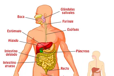 arma el rompecabezas sobre el Sistema Digestivo jigsaw puzzle
