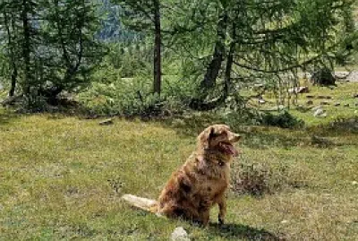 Chien