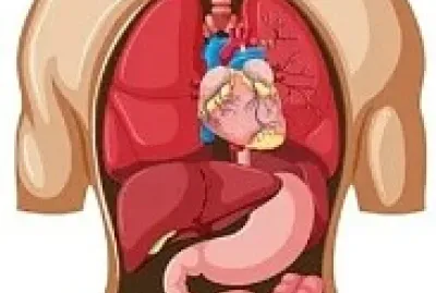 anatomia 2 jigsaw puzzle