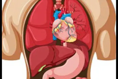 corpo jigsaw puzzle