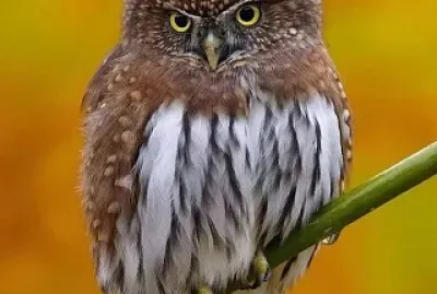 פאזל של animales