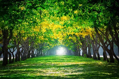 Green and gold tree cathedral