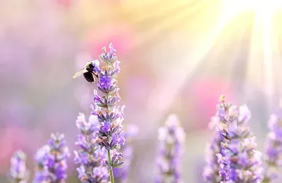 Bee on lavender