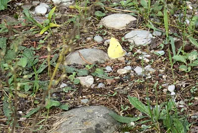 פאזל של la farfalla