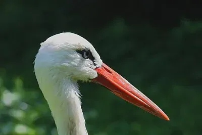 Toy