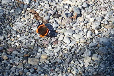 la farfalla