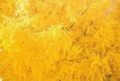 פאזל של Yellow Tree