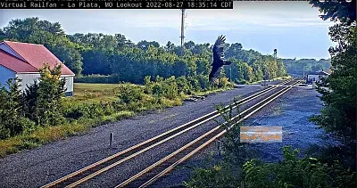 Bird in Flight over the tracks at La Plata,MO/USA