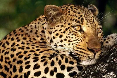 imagem jigsaw puzzle