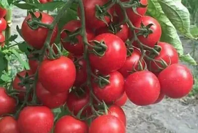 imagem jigsaw puzzle