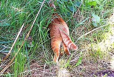 Thereby Hangs A Tale (Tail) jigsaw puzzle