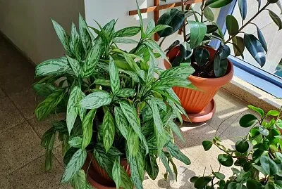 plants jigsaw puzzle