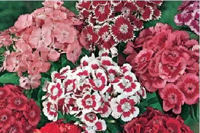 OK jigsaw puzzle