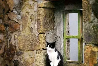 gato jigsaw puzzle