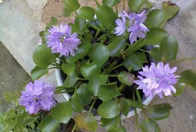 varios jigsaw puzzle