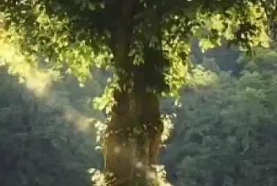 Árbol