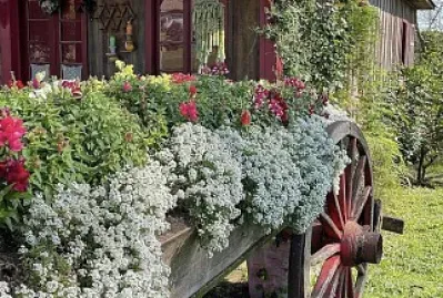 primavera