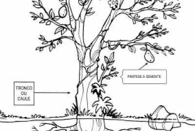 partes da planta
