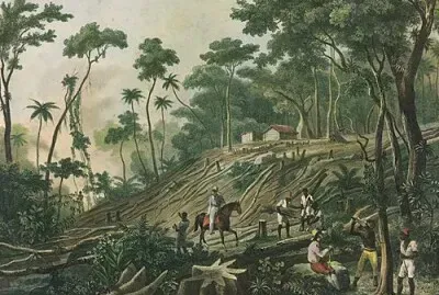 פאזל של Derrubada de uma floresta