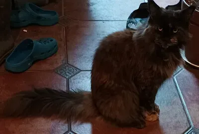 La chatte Neptune jigsaw puzzle