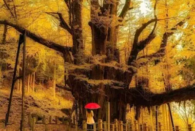 Gingko