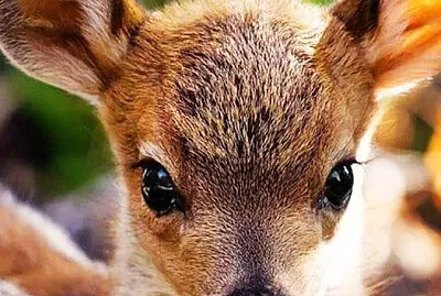 animal jigsaw puzzle