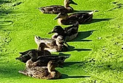 Canards